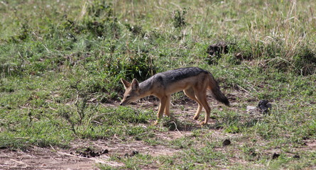 Naklejka na ściany i meble African fox walking over the savannah