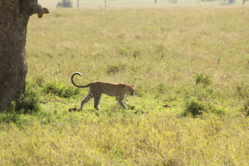 Leopard walking over the savannah