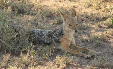 African fox laying on the ground