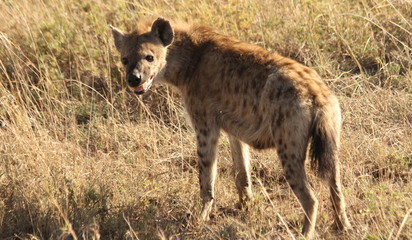 Young hyena on the African Savannah