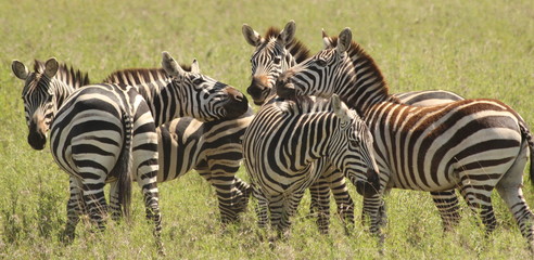 Pack of zebras in the grass