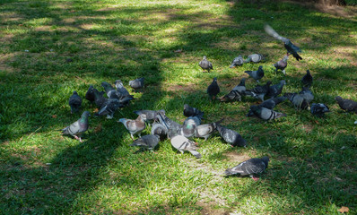 Obraz premium Pigeons at park