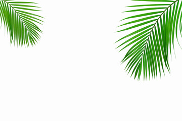 Fototapeta na wymiar Green leaves palm isolated on white backgrouns.