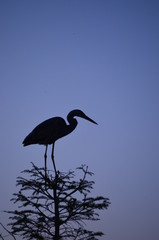 Egret in tree