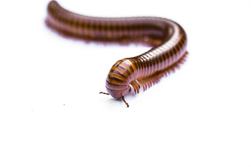 Millipedes are similar to centipedes, but have two pairs of legs per body segment

