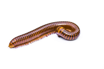 Millipedes are similar to centipedes, but have two pairs of legs per body segment
