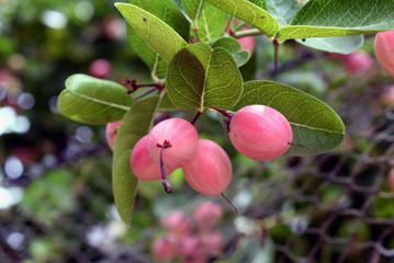 Pink sour fruit is ripe.