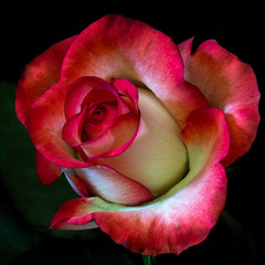 red and white single rose 