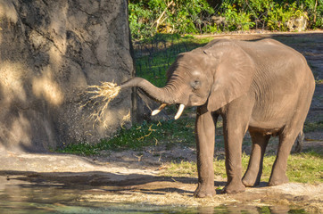 elephant with tusks eating hay 