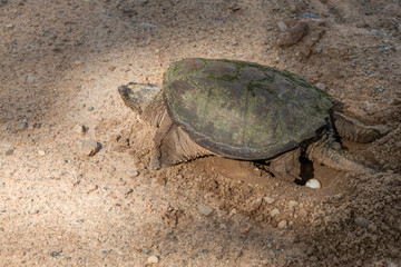 turtle laying egg
