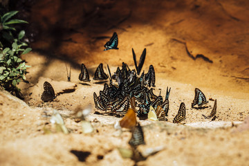 Butterflies swarm to eat minerals at Pang Sida National Park, Thailand
 - obrazy, fototapety, plakaty