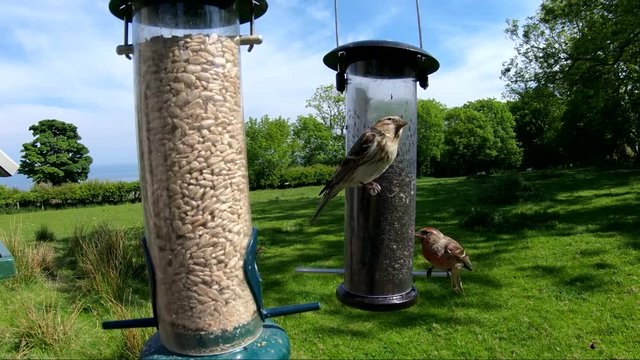 Lesses Redpol feeding from a Tube peanut seed Feeder at a bird table