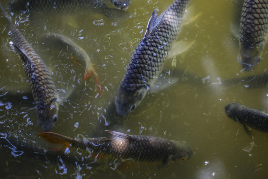 Java barb or silver barb scrambling for food in a pond
