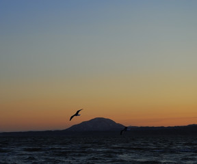 海　夕暮れ　空　海鳥　素材