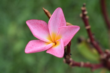Pink Champa flowers.