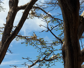 Several birds (atobas) in their nests on a tree in the island of Fernando de Noronha, Pernambuco, Brazil