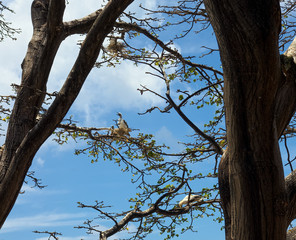 Several birds (atobas) in their nests on a tree in the island of Fernando de Noronha, Pernambuco, Brazil