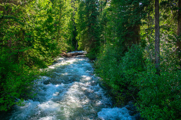 Obraz premium Early Winters Creek Running Through the Forest