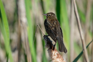 A Female Red-Winged Blackbird Perches In The Grass