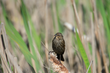 A Female Red-Winged Blackbird Perches In The Grass