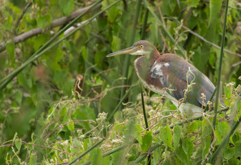 brown heron has spotted you