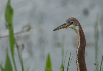 juvenile great blue heron can see you