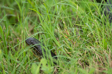 snake in the grass is waiting