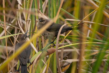 vireo mated couple are bickering at each other
