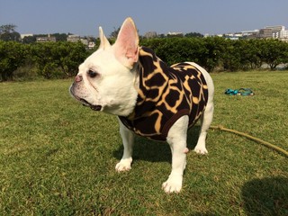 Fototapeta premium fashion monster_16