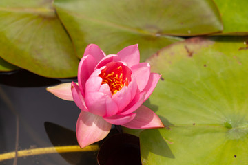 睡蓮 ハスの花の咲く季節15