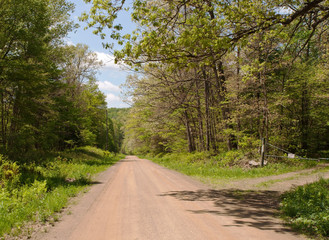 A dirt road on a beautiful sunny day in the woods