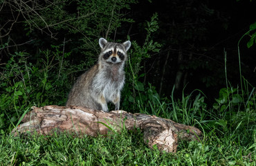 Raccoon 