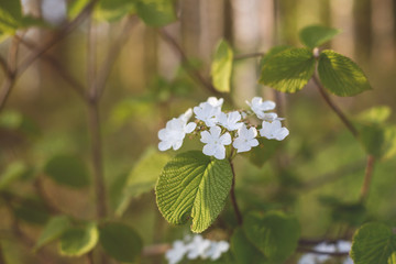 Close-up image of A beautiful wild hydrangea in bloom in spring on green background