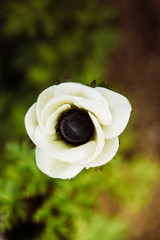 Anemone Close Up