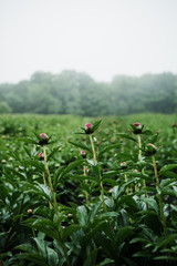 Peony Field III
