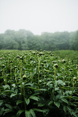 Peony Field