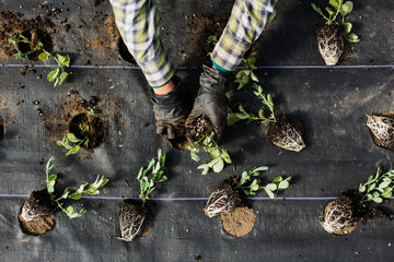 Planting Sweet Peas II