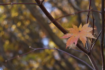 Autumn leaf left