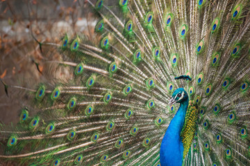 Beautiful peacock showing off his feathers in a courting ritual