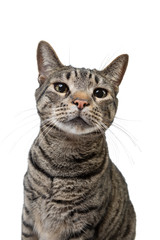 Tabby Cat Isolated on White