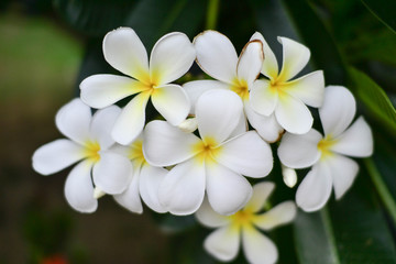 Naklejka na ściany i meble White Plumeria flower.