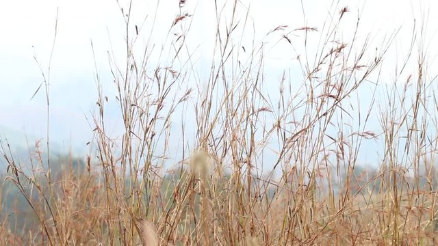 Autumn background : Dry Grass and sunlight in windy with colorful sunset or sun rays for relaxing mood in summer day.