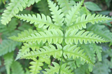 Green fern leaves around waterfall natural detail background
