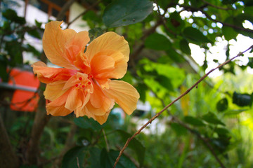 Obraz premium Orange hibiscus flowers