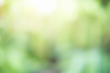 abstract spring green blurred bokeh background with sunlight effects.