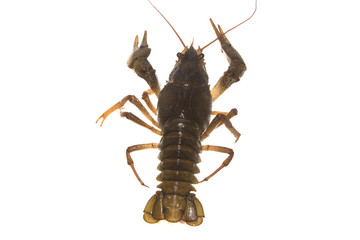 crayfish isolated on white background