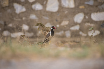 Red Wattled Lapwing