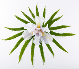 A top view of a composition from the leaves of a fern and a blossoming iris flower on a white background.