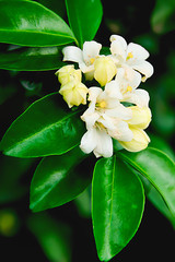 Night jasmine has been planted as ornamental plants.