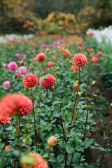 Field of Dahlias